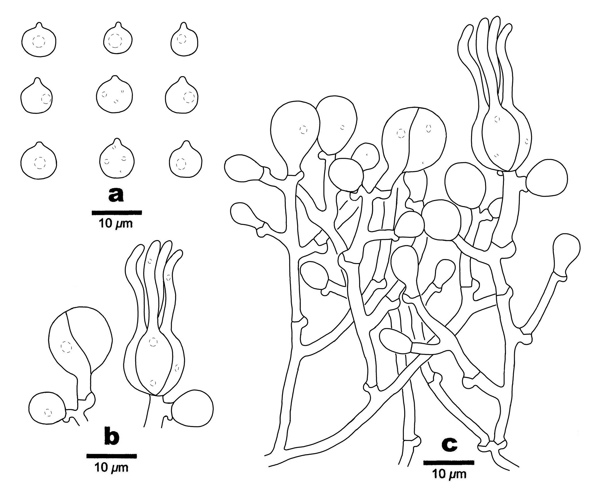 Figure 59